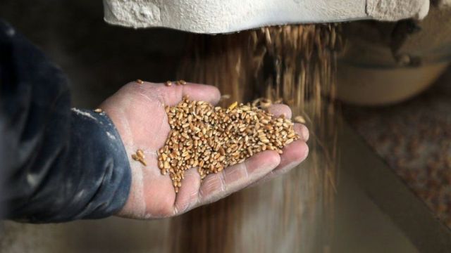 Céréales Ukrainiens : La Turquie prépare une mauvaise surprise sur les importations de blé, d’orge et de maïs