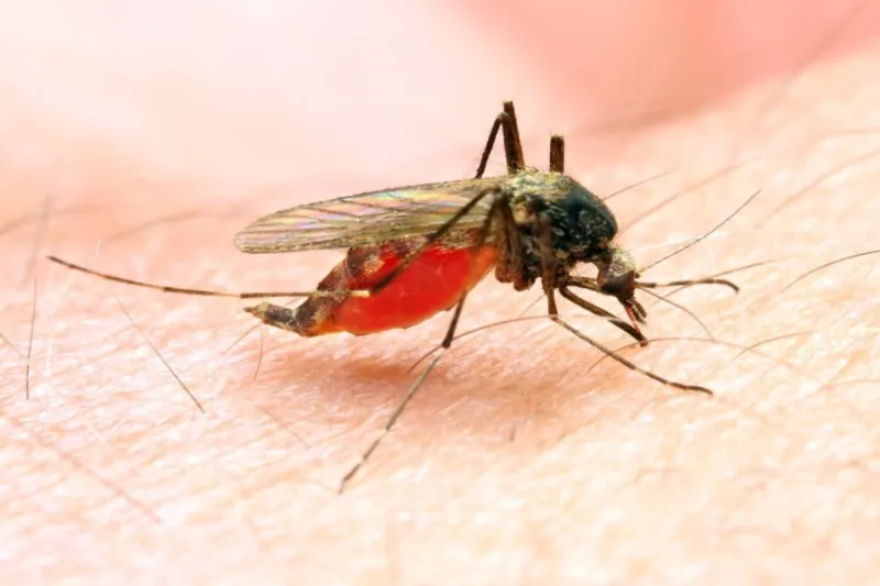 Kenya : Découverte d’une nouvelle espèce de moustique très dangereuse