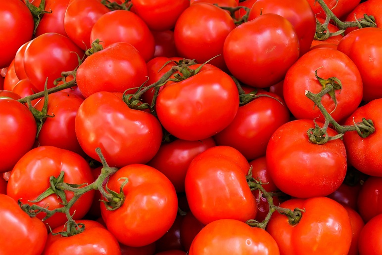 Les Britanniques seraient confrontés à une pénurie de tomates marocaines ; la raison
